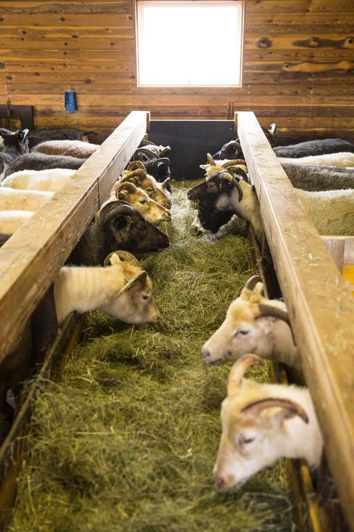 Skalinn Between Gullfoss And Geysir - Myrkholt Farm Haukadalur Екстериор снимка
