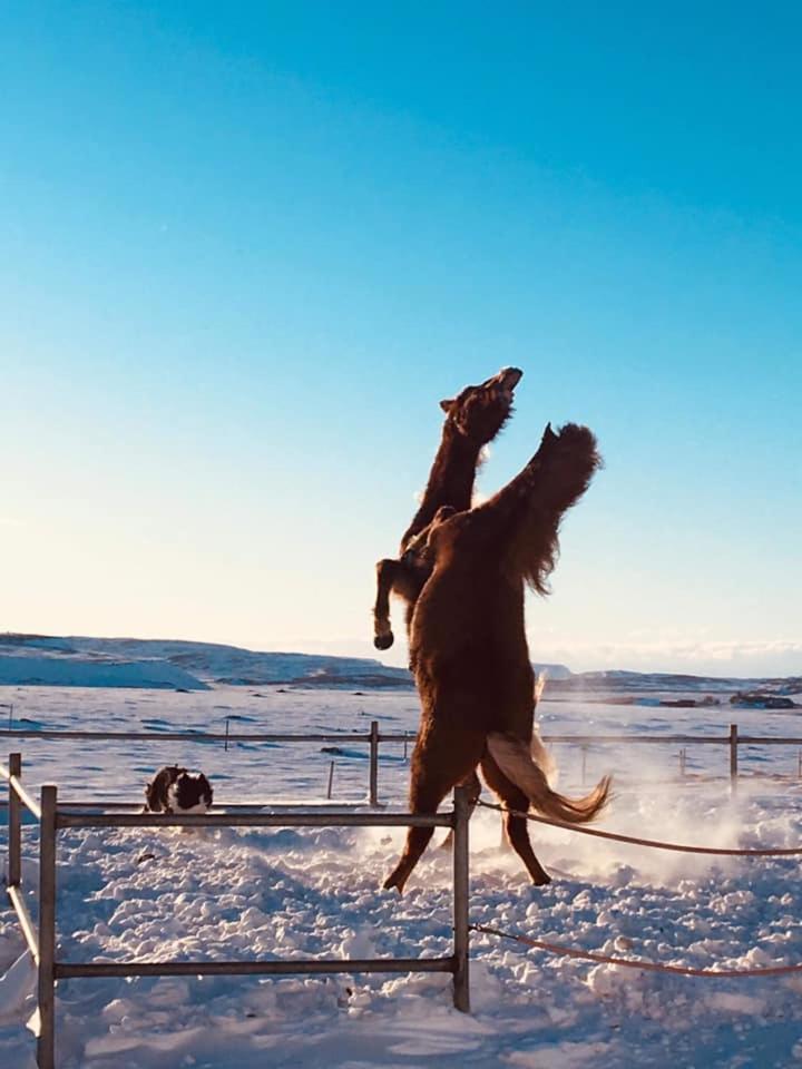 Skalinn Between Gullfoss And Geysir - Myrkholt Farm Haukadalur Екстериор снимка